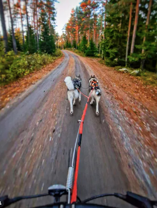 Strikkliner til hund