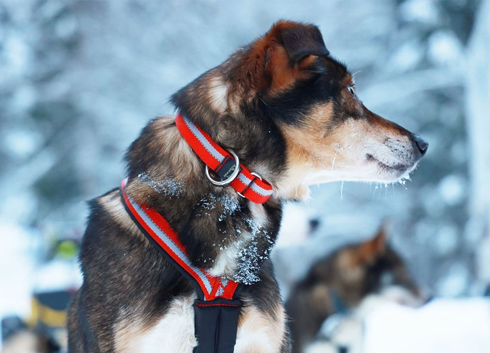 Dragråttan X-Back WIDE NECK dog harness in black