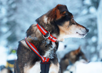 Dragråttan X-Back WIDE NECK dog harness in black